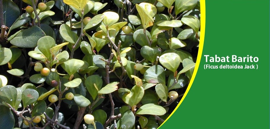 Tabat Barito, Herbal Kewanitaan